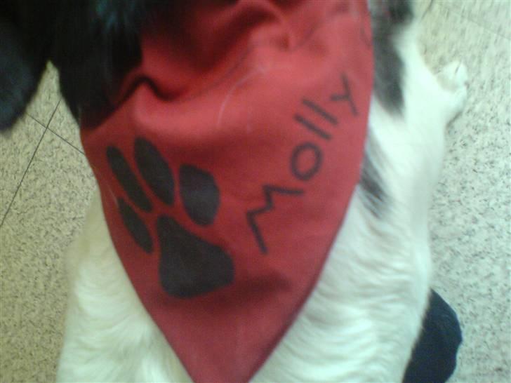 Dansk svensk gaardhund Molly - Mollys  tørklæde x) billede 14