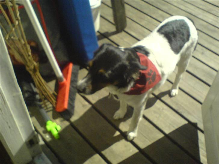 Dansk svensk gaardhund Molly - Molly med hendes tørklæde xD billede 15