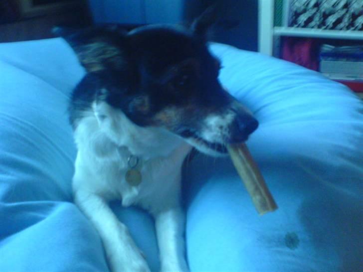 Dansk svensk gaardhund Molly - Molly spiser tykkeben xD billede 16