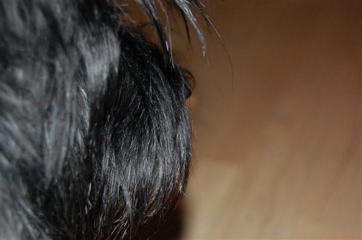 Cairn terrier Timmy - Snuden ;-* billede 14