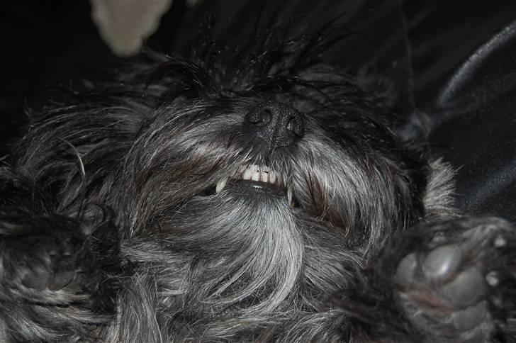 Cairn terrier Timmy - Smile to the kamera billede 15