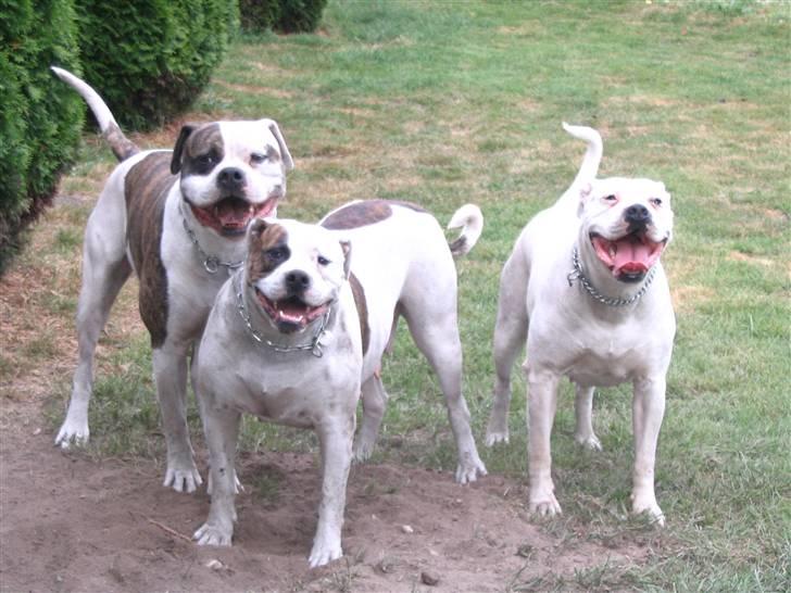 Amerikansk bulldog Østergårds Kelly osbuorne - kelly i midten billede 14