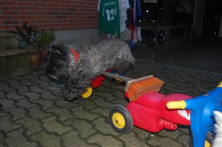 Cairn terrier Timmy - Spring i indkørslen xD billede 16