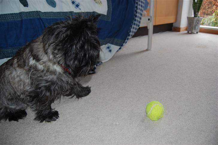 Cairn terrier Timmy - Fokus på bolden 8| billede 17