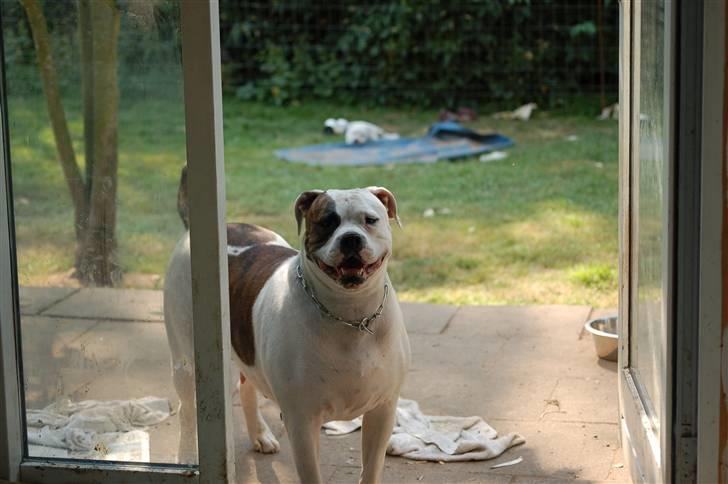 Amerikansk bulldog Østergårds Kelly osbuorne - sikke da sådan nogle hvalpe roder !!!  billede 15