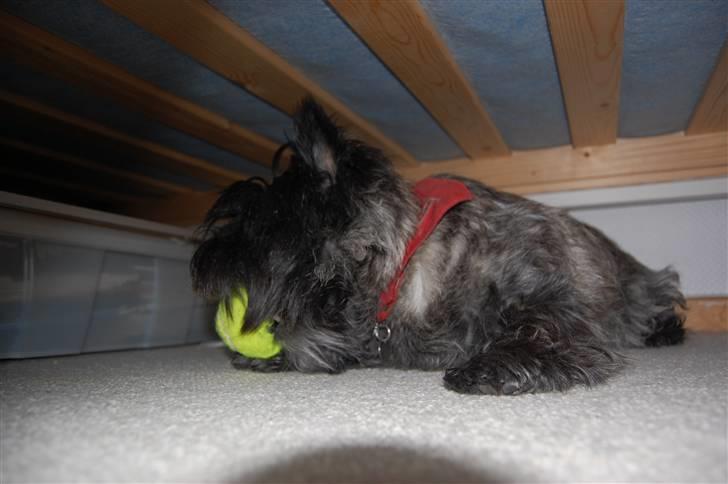 Cairn terrier Timmy - Med y-bolden xD billede 18