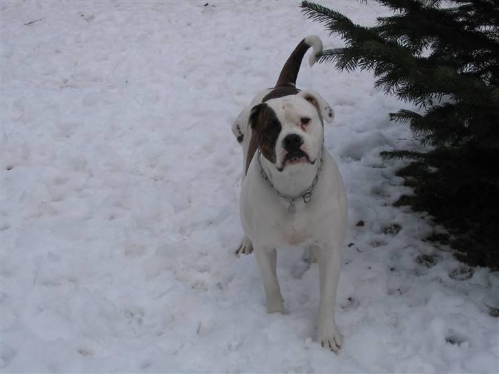 Amerikansk bulldog Østergårds Kelly osbuorne billede 16