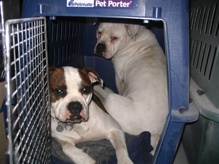 Amerikansk bulldog Boyd's Mille - mille og druzilla.    billede 11