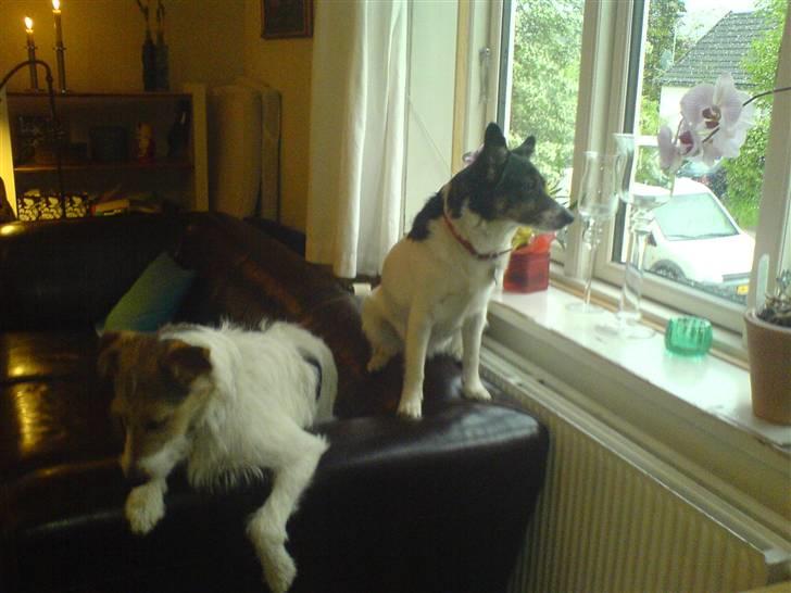 Dansk svensk gaardhund Molly - Hundserne xD billede 17