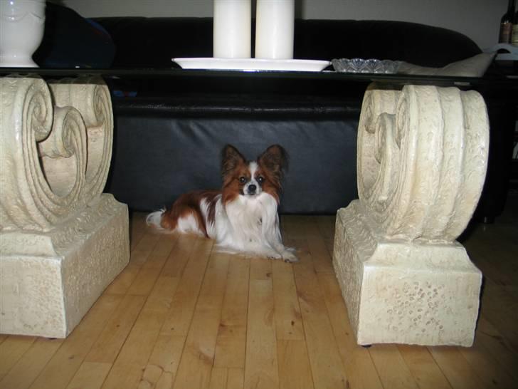 Papillon Oliver billede 1