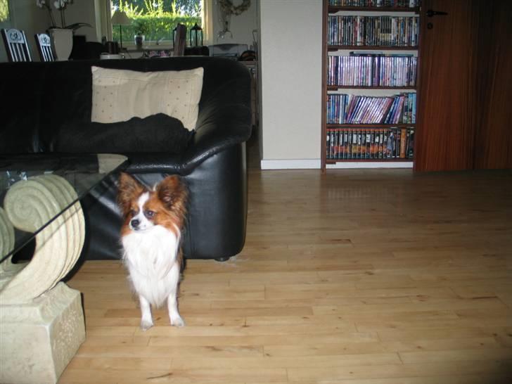 Papillon Oliver billede 2