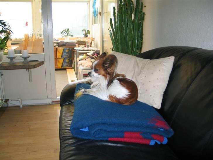 Papillon Oliver billede 3