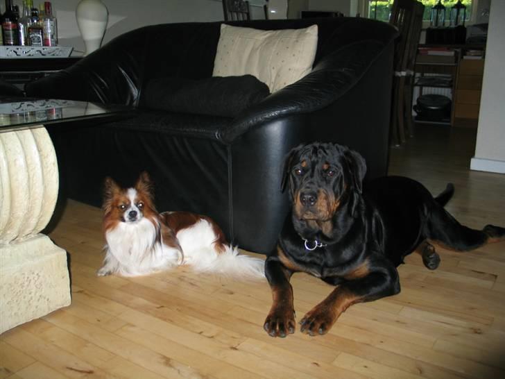 Papillon Oliver billede 4