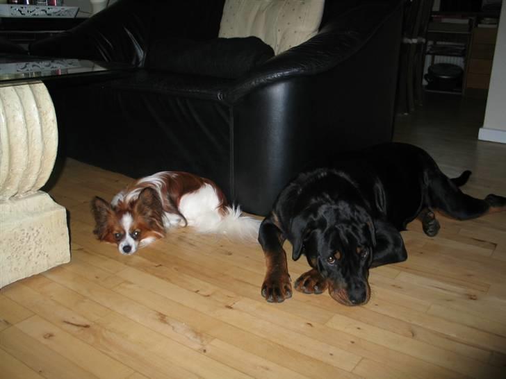 Papillon Oliver billede 5