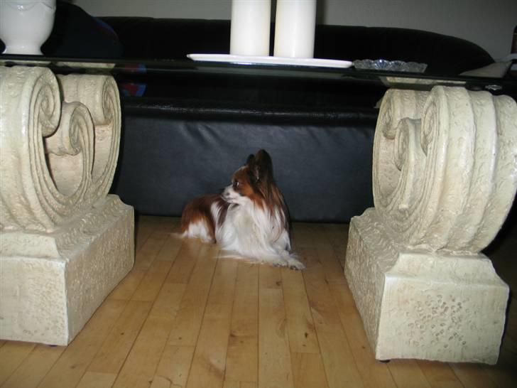 Papillon Oliver billede 6