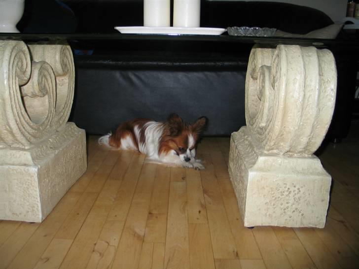 Papillon Oliver billede 7