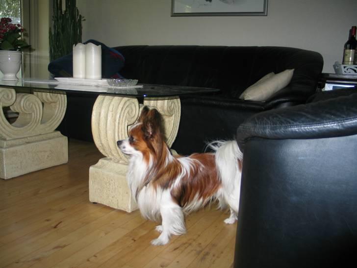 Papillon Oliver billede 8