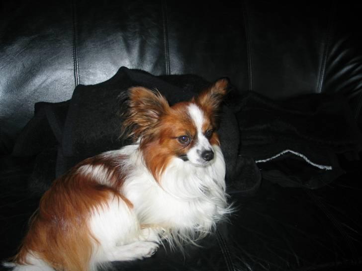 Papillon Oliver billede 9