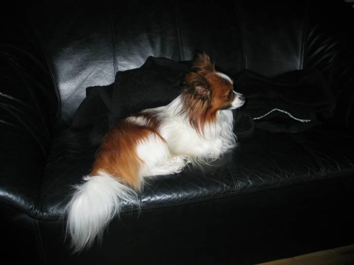 Papillon Oliver billede 10