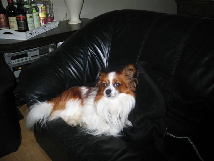 Papillon Oliver billede 11
