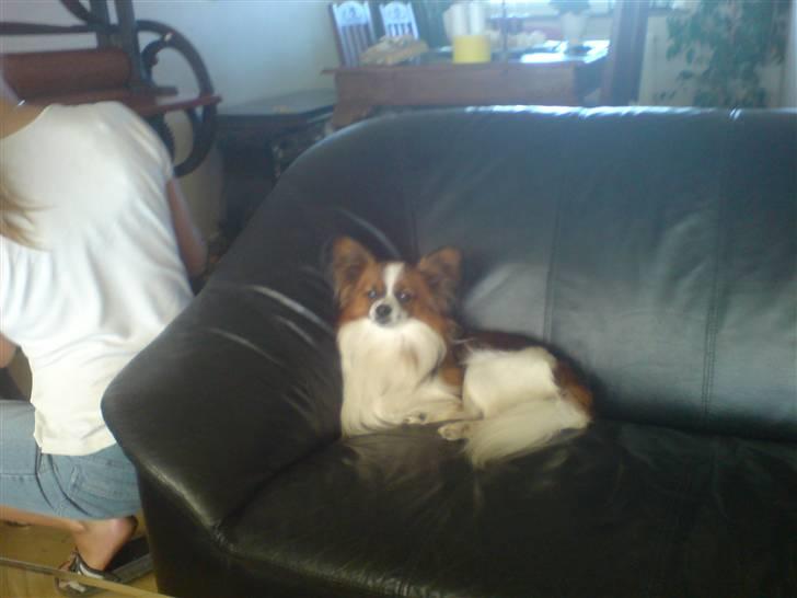Papillon Oliver billede 12