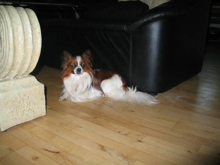 Papillon Oliver billede 13