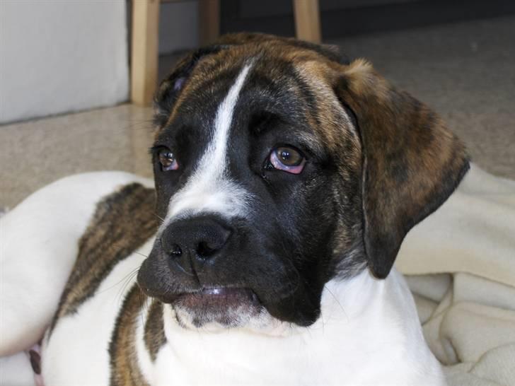 Mastiff Balder R.I.P 2011 - Det kan være svært at holde styr på de kinder og læber billede 5