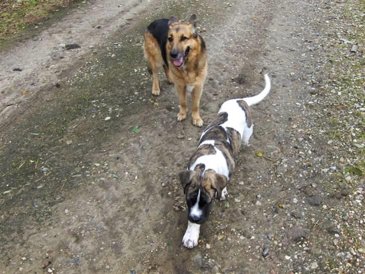 Mastiff Balder R.I.P 2011 - Så vi på tur billede 6