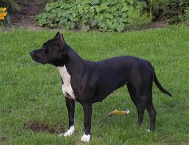 Amerikansk staffordshire terrier Chamonix - Holder lige øje :) billede 1