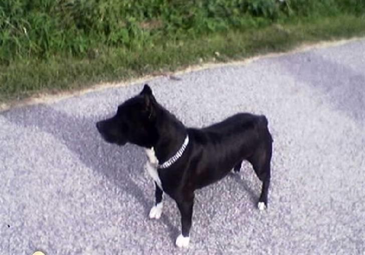 Amerikansk staffordshire terrier Chamonix - Ude at gå :) billede 2