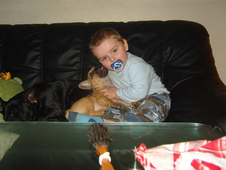 Fransk bulldog Angel - ... Og min dreng billede 16