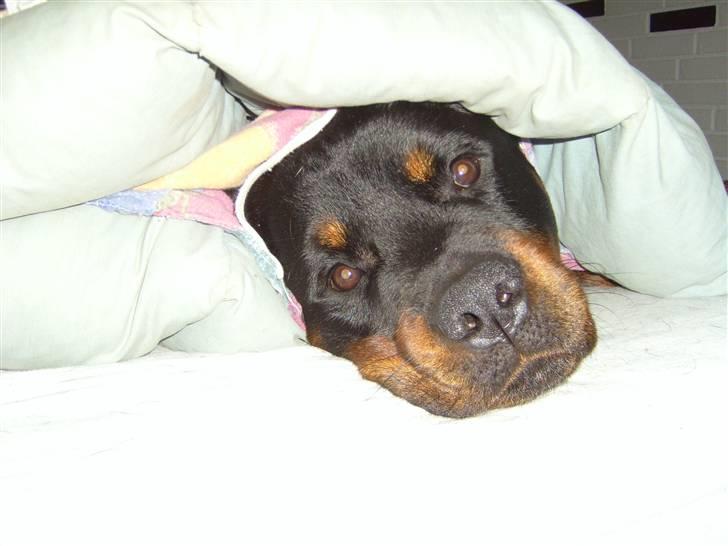 Rottweiler jack billede 18