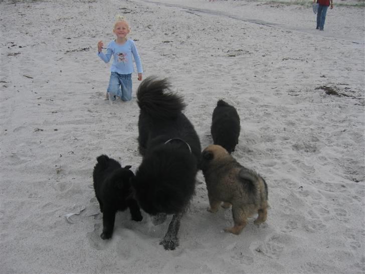 Eurasier Paris - På stranden med mine hvalpe billede 10