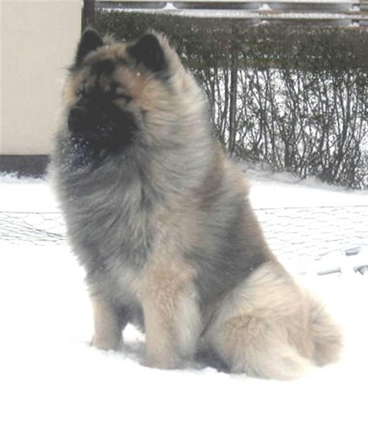 Eurasier Tilo - Jeg er en sne hund billede 6