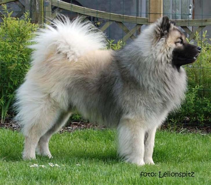 Eurasier Tilo - Hov hvem der? billede 7