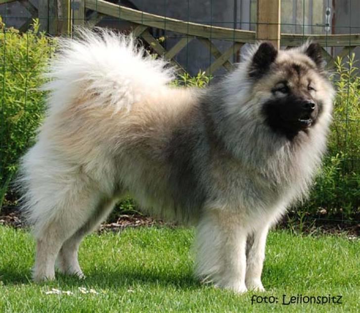 Eurasier Tilo - Jeg er en skønner hund billede 8