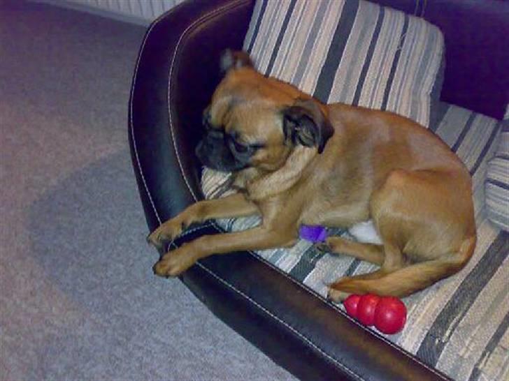 Griffon petit brabancon Kenzo billede 16