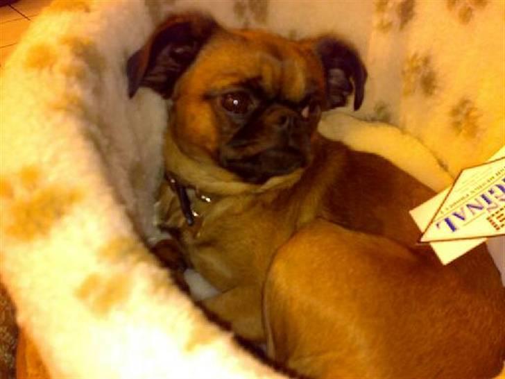 Griffon petit brabancon Kenzo billede 17