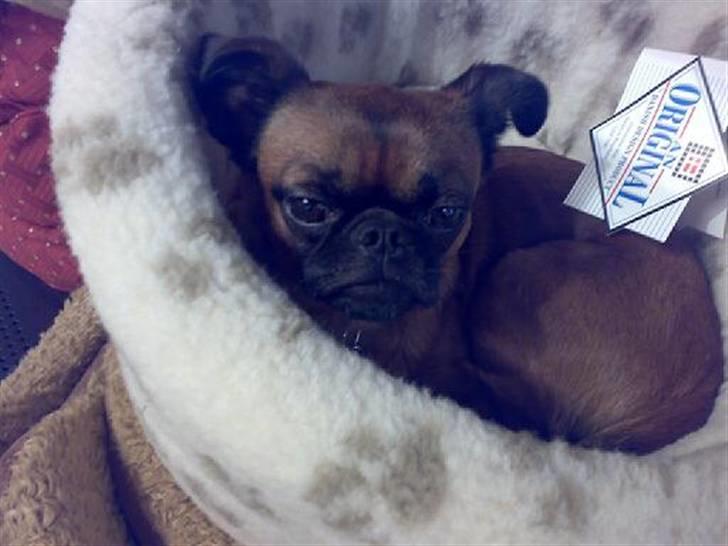 Griffon petit brabancon Kenzo billede 18