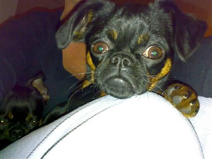 Griffon petit brabancon Chloé billede 14