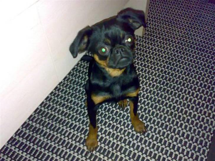 Griffon petit brabancon Chloé billede 15