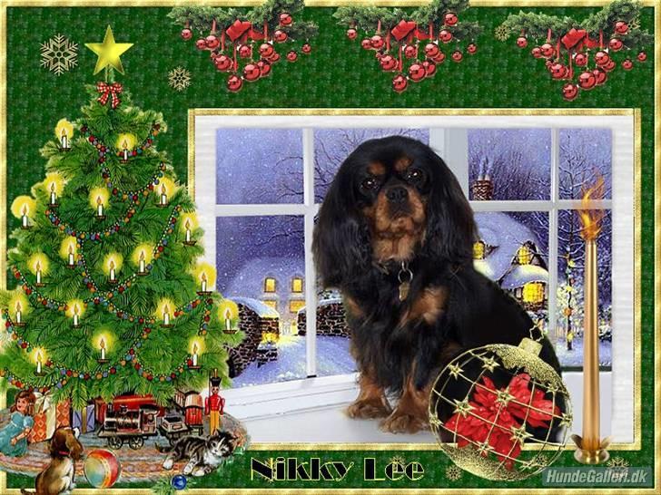 Cavalier king charles spaniel Blue Magic Nikky Lee RIP 30-6 2017 billede 15