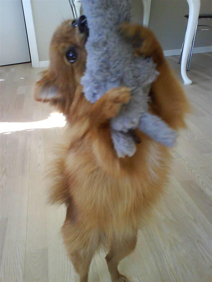 Pomeranian Frk. Smilla billede 11