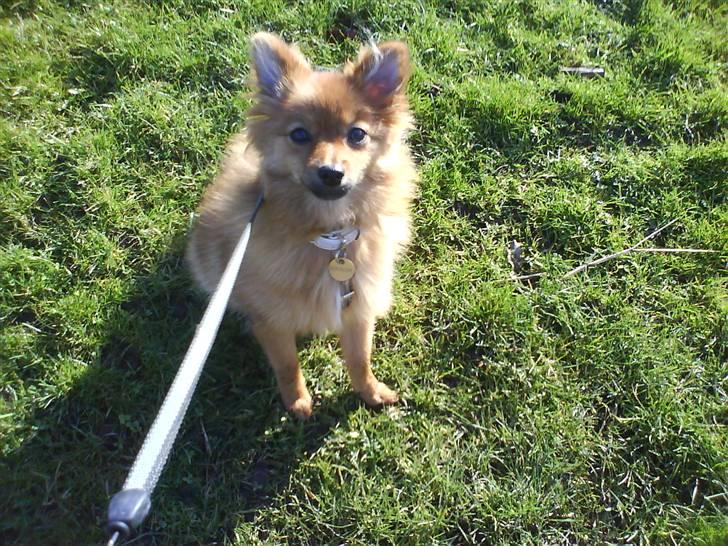 Pomeranian Frk. Smilla billede 12