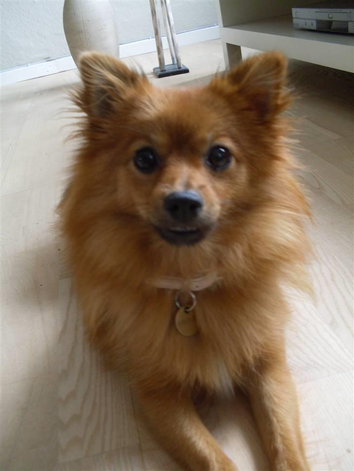 Pomeranian Frk. Smilla billede 13
