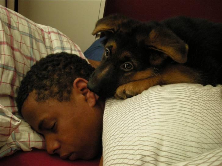 Schæferhund Silke R.I.P. mors engel - Er meget glad for far billede 15