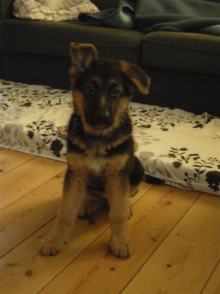 Schæferhund Silke R.I.P. mors engel billede 16