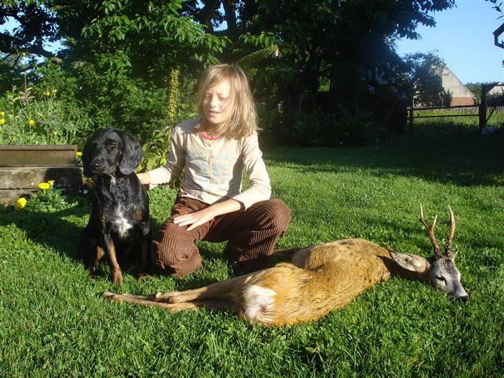 Bayersk vildtsporhund Maja - Se jeg fandt bukken nu jeg stolt billede 4