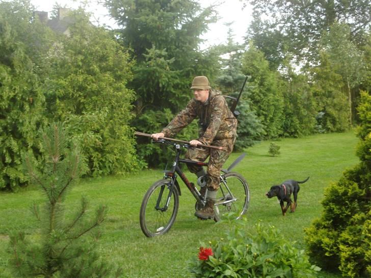 Bayersk vildtsporhund Maja - mååå jeg ikk nok komme med på jagt billede 5