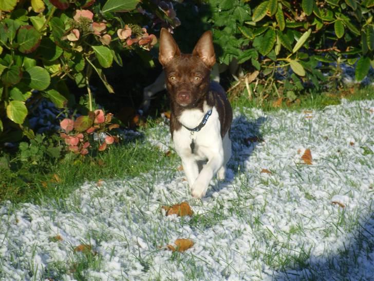 Blanding af racer lubbi billede 17